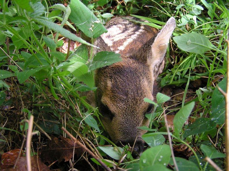 Roe deer fawns